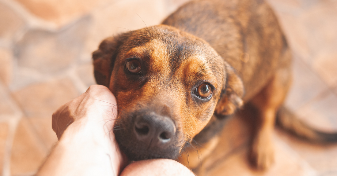 Do calming supplements for dogs actually work?