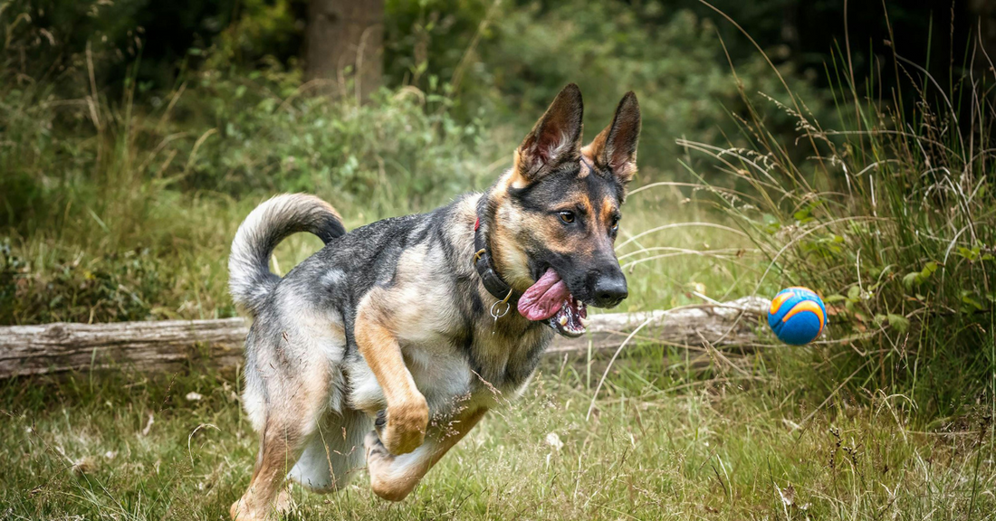 What ingredients should I avoid in dog supplements?
