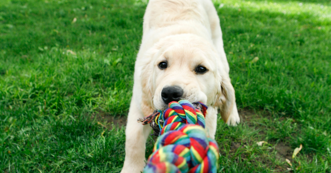 Can dog probiotics help with diarrhea or loose stools?