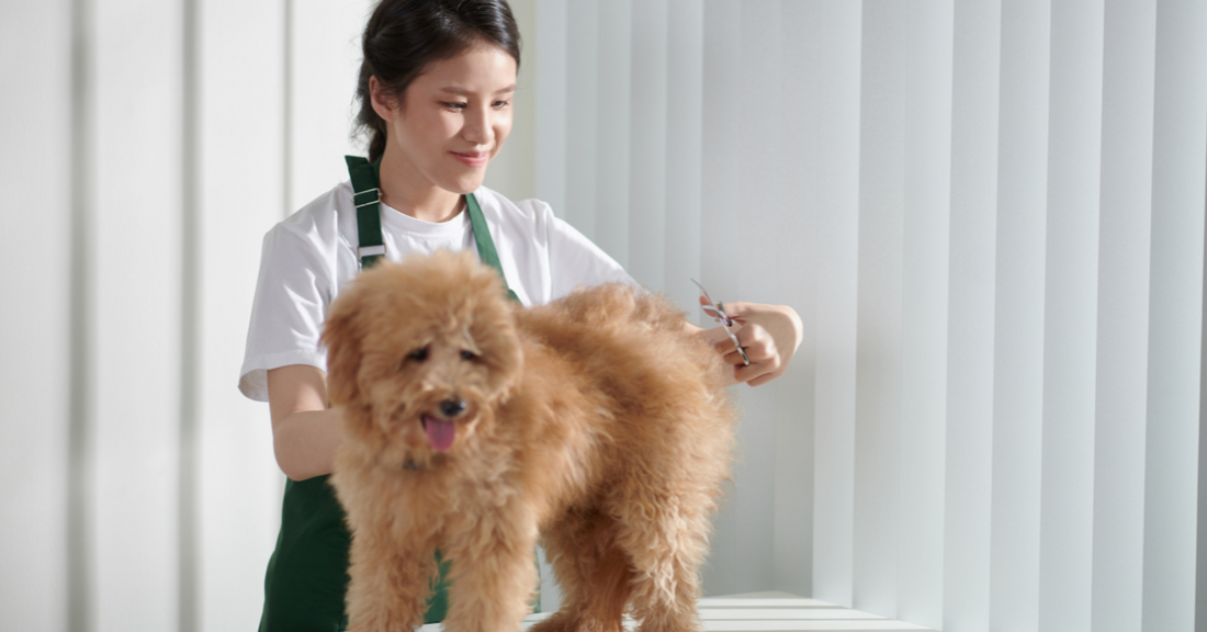 Are omega-3 supplements good for a dog’s coat?