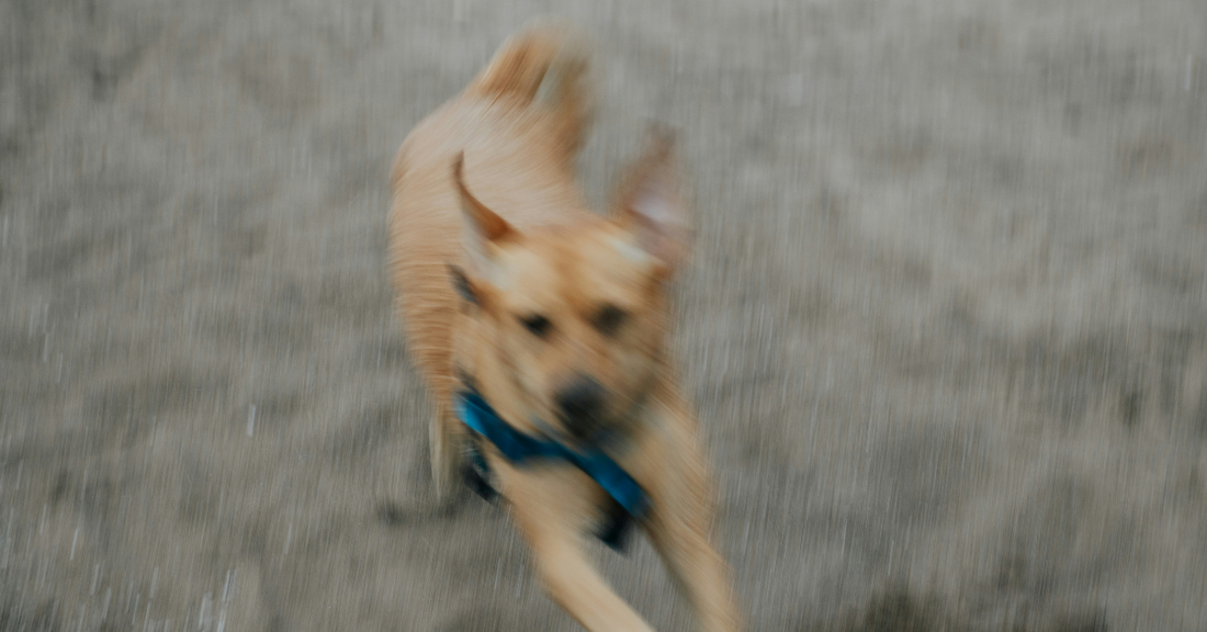 What is the best multivitamin for dogs in the UK?