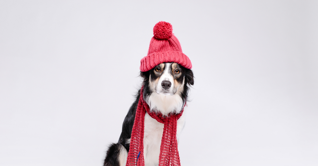 Should I give my dog a supplement during winter?