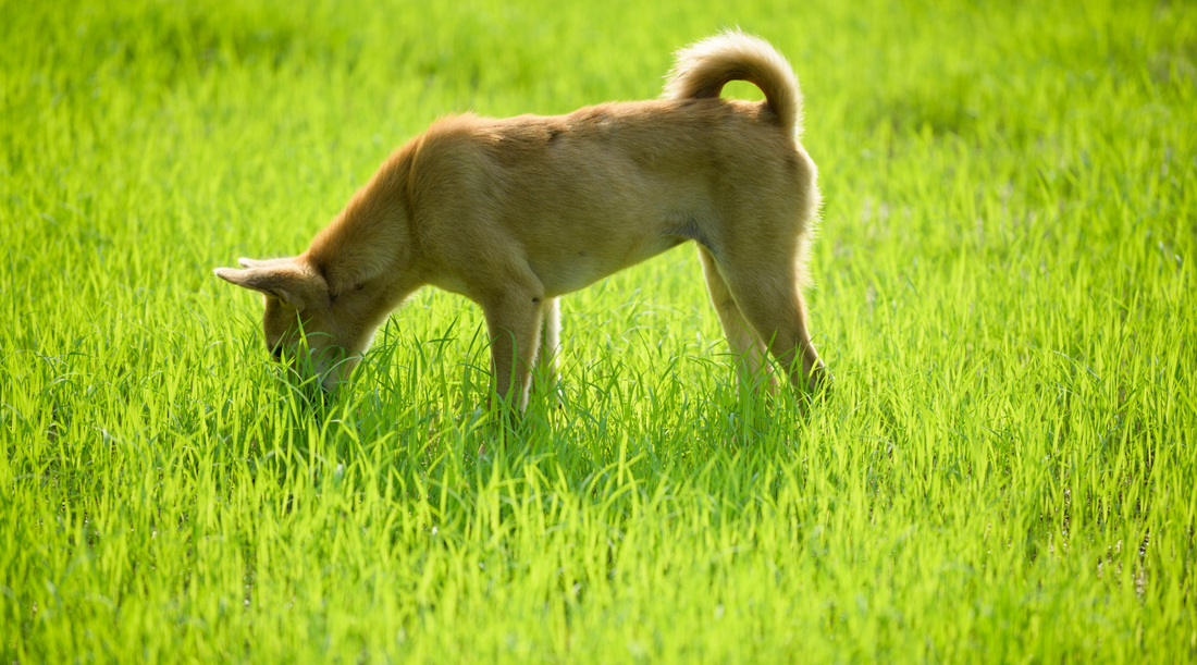 Why Is My Dog Eating Grass? Should I Be Worried?
