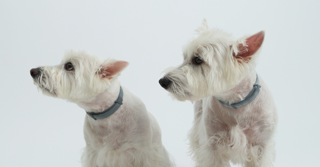 What happens if I give too much supplement to my dog?