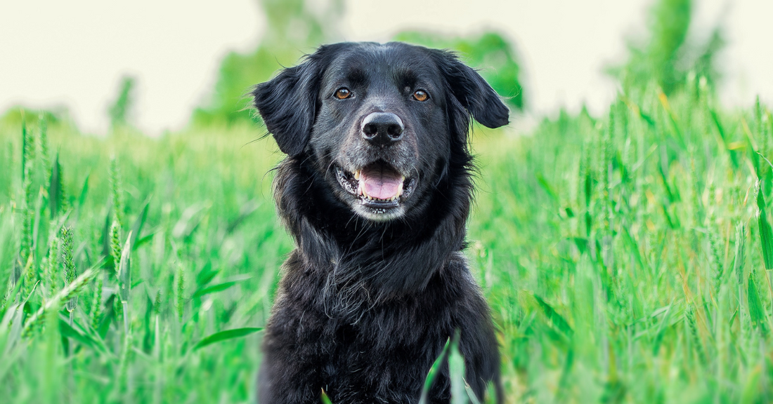 At what age should I start giving joint supplements to my dog?