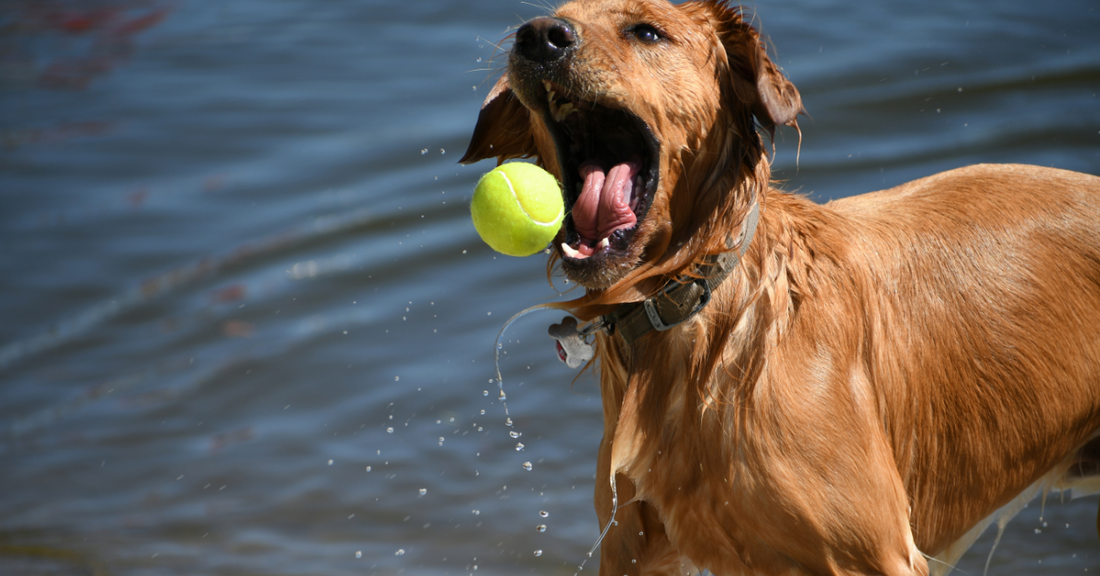 What are the best probiotics for dogs in the UK?