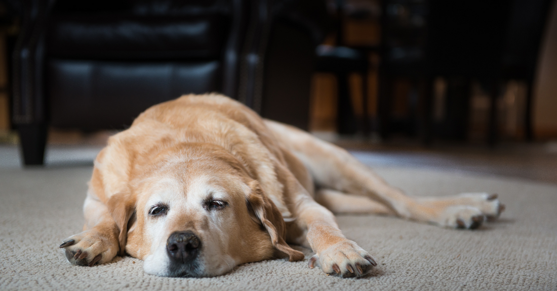 What is the best supplement for dog arthritis in the UK?