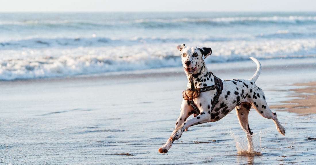 What’s the difference between natural and synthetic dog supplements?