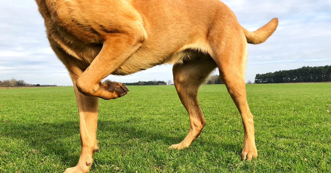 At what age should I start giving joint supplements to my dog?