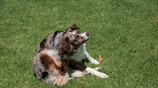 Signs Your Dog Has a Food Allergy