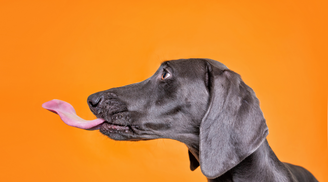 How to Spot Nutritional Deficiencies in Dogs