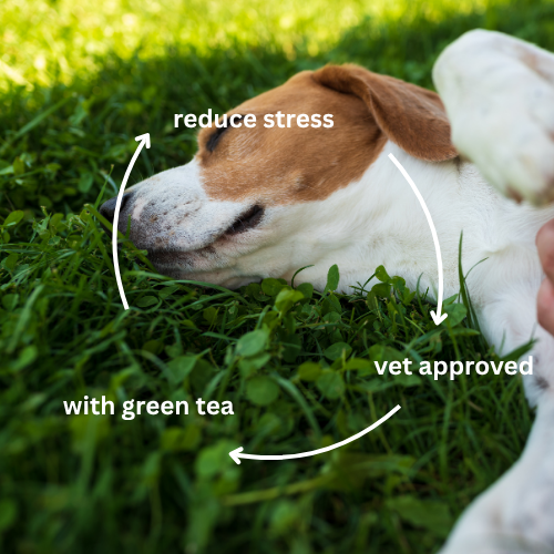 Calm & Relax dog supplement