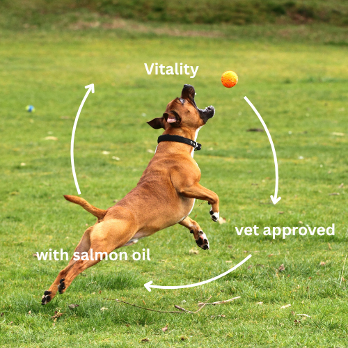 Multivitamins dog supplement