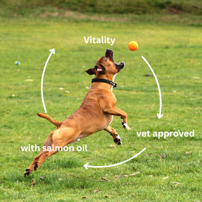 Multivitamins dog supplement