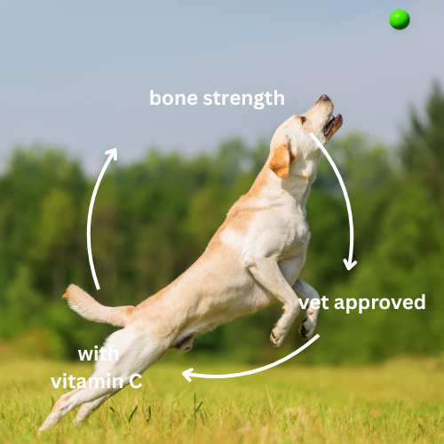 Joint & Bone dog supplement